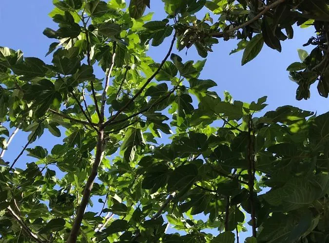 Roccaccia Apartment *